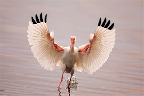  Ibis: Un Oiseau à la Plumes Brillantes Qui Saisit les Opportunités avec une Maîtrise Acrobatique!