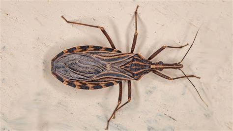  Kissing Bug: Une Créature Fascinante Qui Se Nourrit de Sang Mais Ne Donne Pas de Baisers!