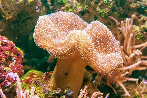  Leather Coral: Un animal marin fascinant aux tentacules qui se déploient avec la grâce d'un ballet sous-marin!