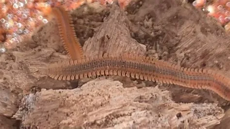  Lophochernes! Un diplopode aux multiples pattes qui aime la compagnie des champignons