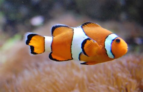  Poisson-clown : Un petit poisson aux grandes couleurs qui défie la loi de la jungle sous-marine !