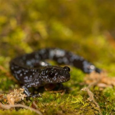  Salamandre à Deux Points: Découvre la Petite Créature aux Yeux Perçants qui se Cache sous les Feuilles!