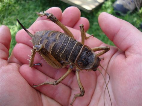  Weta! Des Gigantes Inconspicus au Coeur de la Forêt