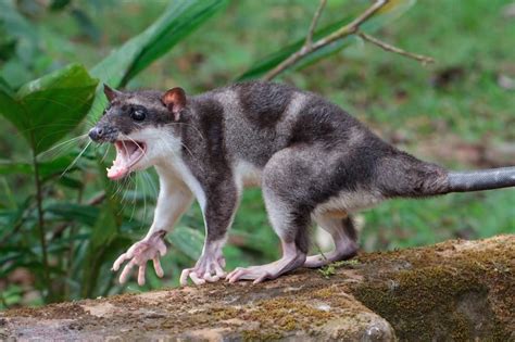  Yapok! Un mammifère semi-aquatique au pelage d'un trésor caché