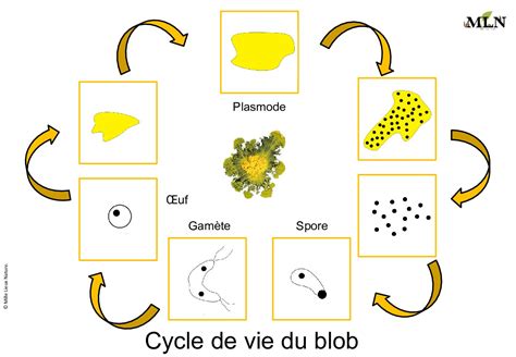  Yarrella! Un Blob Mystérieux au Cycle de Vie Fascinant