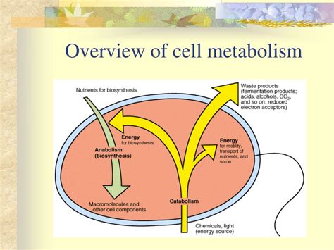  Gollwitzeria Un Micro-organisme Mystique Qui Se Déplace Avec une Élégance Fluide et un Métabolisme Fascinant!