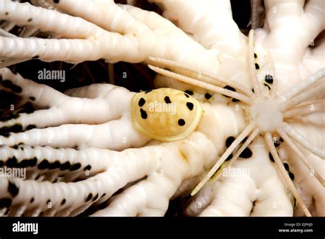  Goniada! Un Ver Polychète Qui Détient Les Secrets de La Vie Marine Cachée