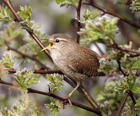  Gould's Wren: A Tiny Featherweight With an Unbelievably Powerful Song!