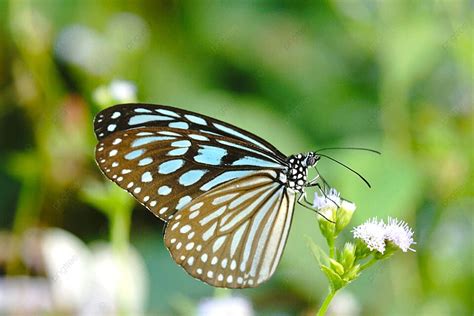  Ideopsis! Un papillon aux ailes chatoyantes qui vole au-dessus des plantes à fleurs sauvages et épanouies