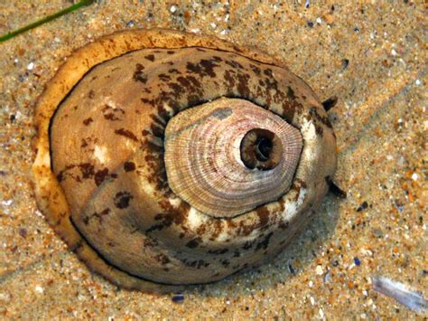  Keyhole Limpet:  A Marine Gastropods That Can Breathe Air Despite Living Exclusively Underwater!