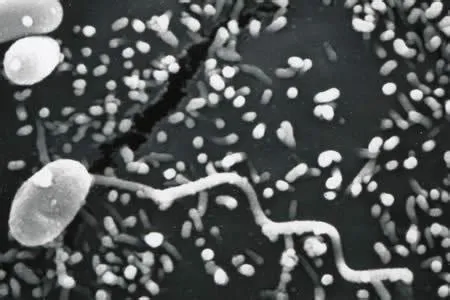  Microsporidie: Un Parasite Minuscule qui Détient un Pouvoir Inattendu sur le Monde des Animaux!