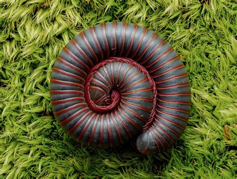  Narceus americanus: Une créature fascinante aux anneaux multiples qui brille sous les feux de la forêt !