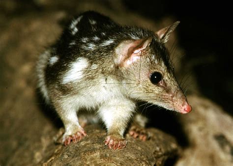  Nécrospermes: Un Mammalien aux Émotions Inattendues pour un Chasseur Nocturne Solitaire