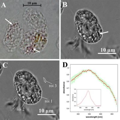  Oxyrrhis marina: Un Prédateur Microscopique au Mouvement Intrigant et à la Morphologie Distincte!