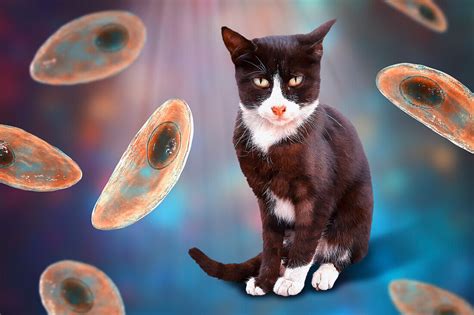 Toxoplasma ! Un Parasite Astucieux Qui Se Cacherait Dans Votre Chat Familier ?