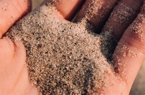  Umbellularia: Un Mastigophore Uniquement Capable de Déplacer Des Grains de Sable à l'aide de Ses Flagelles!