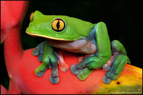   Yellow-Eyed Tree Frog : An Amphibian Jewel With Hypnotic Gaze