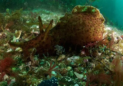  Yellow Sea Hare: A Colorful Creature Living a Life of Peaceful Grazing!